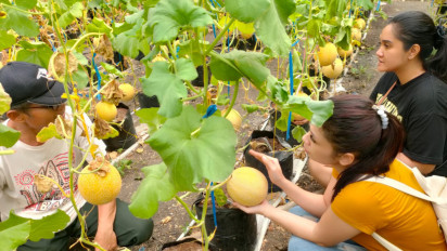 Budidaya Melon di Green House Untungnya Double, Berikut Caranya…