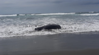 Ikan Hiu Tutul Terdampar di Pantai Parangtritis