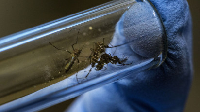 Heboh Eks Menkes Siti Fadilah Sorot soal Penyebaran Nyamuk Wolbachia Misi Bill Gates, Pengurus IDI Beri Penjelasan