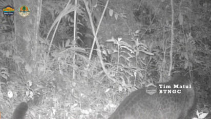 Ini Penampakan Tiga Macan Tutul Jawa Baru di Gunung Ciremai yang Terekam Kamera Trap
