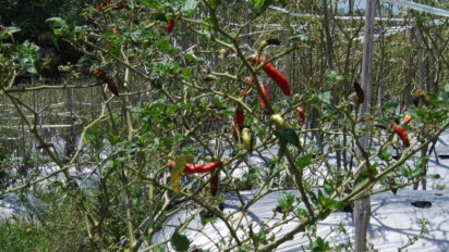 Pupuk dan Obat-obatan Mahal Jadi Salah Satu Faktor Petani Cabai di Temanggung Gagal Panen
