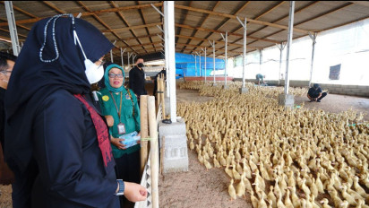 Raup Puluhan Juta, Ini Rahasia Sukses Warga di Banyuwangi Budidaya Bebek