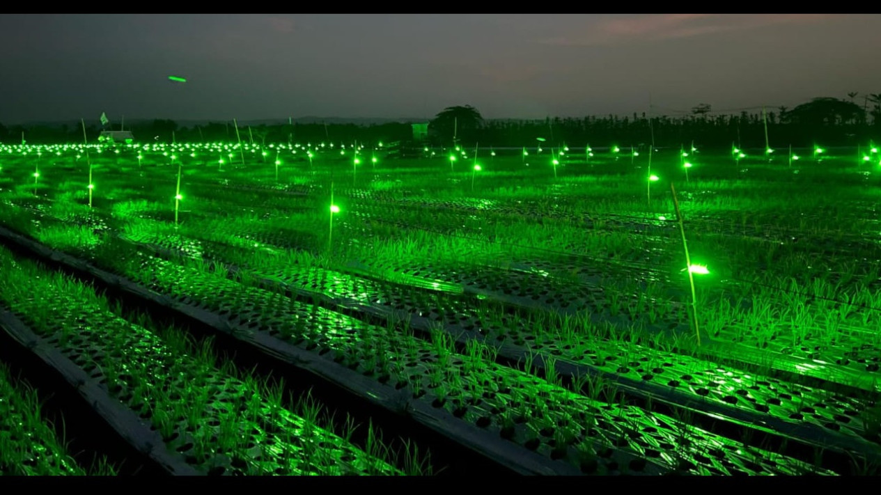 Canggihnya Light Trap, Cara Jitu Petani Bawang Merah di Banyuwangi Cegah Hama
            - galeri foto