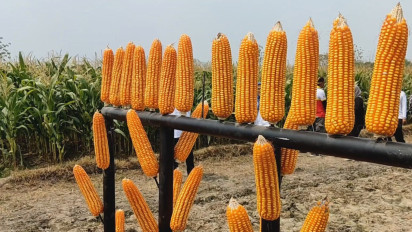 Kementan Luncurkan 50 Varietas Tanaman Pangan Tahan Cuaca Panas Estrem di Kabupaten Mojokerto