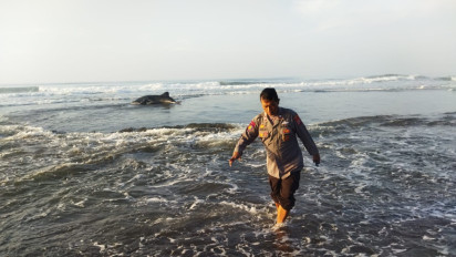 Lagi, Ikan Hiu Tutul Terdampar di Pantai Kuwaru Bantul dan Berhasil Diselamatkan