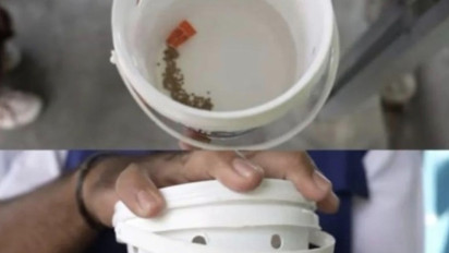 Kemenkes Tegaskan Manusia Tidak Dijadikan Kelinci Percobaan Nyamuk Bakteri Wolbachia