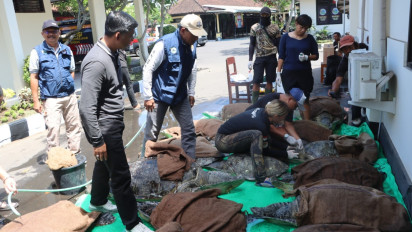 Polres Jembrana Gagalkan Penyeludupan 19 Ekor Penyu Hijau