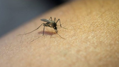 Untuk Pertama Kalinya dalam Sejarah, Nyamuk Ditemukan Hidup di Islandia