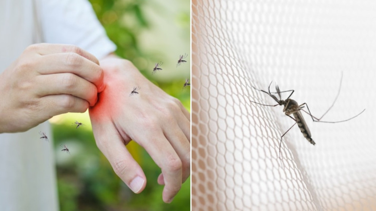 Peneliti UGM Ungkap Efek Positif Nyamuk Wolbachia Sudah Ditinjau VCAG
            - galeri foto