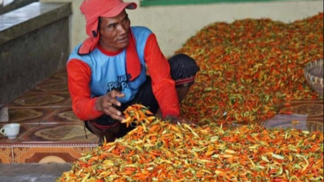 Nasib Petani Cabai Tetap Rugi Meski Harga di Pasaran Kota Medan Melonjak
            - galeri foto