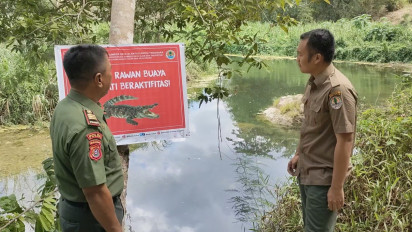 Kemunculan Sekelompok Buaya di Sungai Dekat Pemukiman di Baubau Resahkan Warga