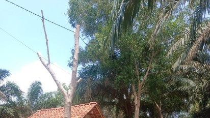 Miris! Tiang Listrik di Lampung Timur Pakai Kayu Sebagai Penahan kabel