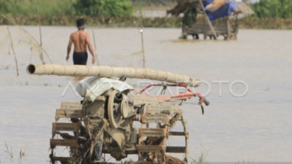 Ribuan Hektare Sawah Petani di Aceh Barat Terendam Banjir