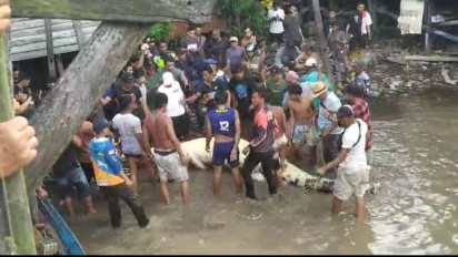 Pilu Bocah 10 Tahun Diterkam Buaya di Sungai Arut Pangkalan Bun, Jenazah Berhasil Dievakuasi