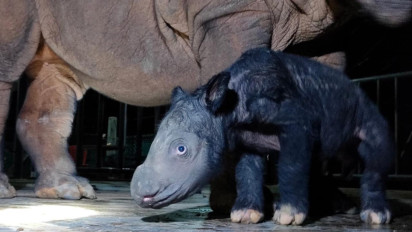Selamat! Anak Badak Sumatera Lahir di Way Kambas Lampung