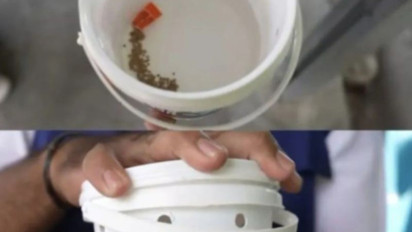 Gigitan Nyamuk dengan Kandungan Bakteri Wolbachia Tak berbahaya, Begini Kata Dinkes DKI Jakarta