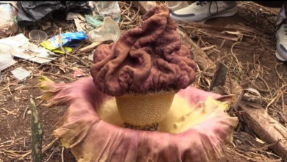 Bunga Bangkai Raflesia Tumbuh di Tumpukan Sampah Halaman Rumah, Bikin Heboh Warga Kembangan