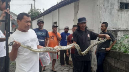 Ular Sanca Sepanjang 3 Meter Ditangkap Warga Sleman, Diduga Habis Mangsa Hewan