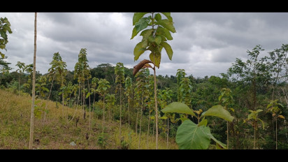 1990,79 Ha Lahan Kompensasi Diserahkan kepada Dirjen DAS dan Rehabilitasi Hutan