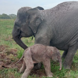 Kabar Gembira! Seekor Bayi Gajah Sumatera Lahir di Way Kambas Lampung