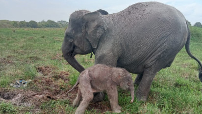 Kabar Gembira! Seekor Bayi Gajah Sumatera Lahir di Way Kambas Lampung