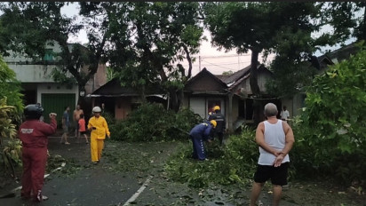 Angin Puting Beliung Kembali Terjang Madiun, Rusak Rumah Sekolah dan Jaringan Listrik
