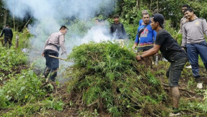 5 Hektare Ladang Ganja Dimusnahkan Polres Madina