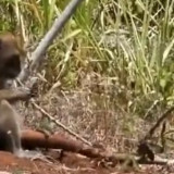 Konflik Warga dan Kera Ekor Panjang di Gunungkidul Tak Kunjung Usai, Area Konservasi Disiapkan