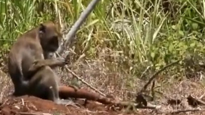 Konflik Warga dan Kera Ekor Panjang di Gunungkidul Tak Kunjung Usai, Area Konservasi Disiapkan