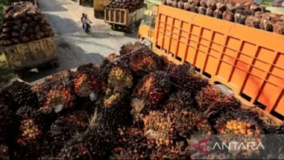 Harga CPO 1-15 Desember Meningkat 5,94 Persen