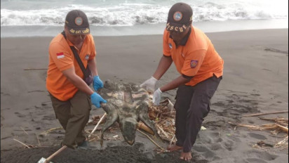 Bangkai Penyu Lekang Ditemukan Pemancing di Pantai Congot Kulon Progo