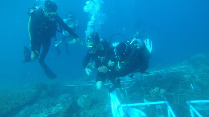 Ke Banyuwangi, Ketum PSI Kaesang Tanam Terumbu Karang di Selat Bali
