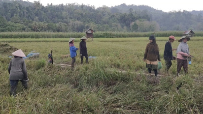 Ratusan Hektar Sawah di Desa Lawele di Buton Diserang Hama Ulat, Petani Terancam Gagal Panen