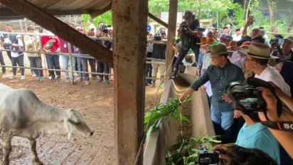 Berkunjung ke Lampung Tengah, Anies Akan Carikan Solusi Serbuan Kerbau India Bagi Peternak Sapi