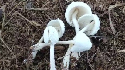 Satu Keluarga di Cilacap Keracunan Massal Usai Menyantap Jamur Jerami