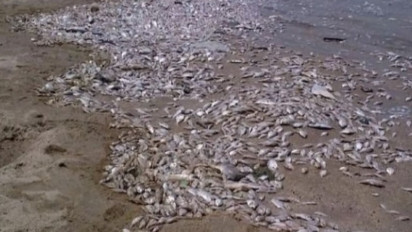 Ribuan Ton Ikan Sarden dan Makarel Mati Terdampar di Pantai Jepang Utara, Tutupi Garis Pantai Sepanjang 1,5 Kilometer