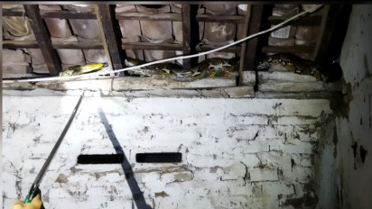 Dini Hari Ular Piton 3,5 Meter Masuk ke Rumah Warga Loceret Nganjuk, Ini Kata Petugas Damkarmat