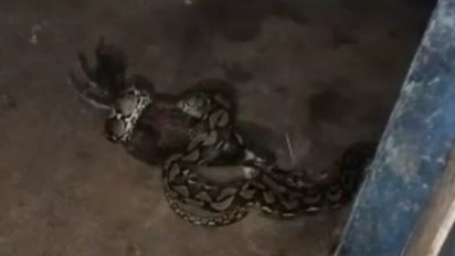 Satroni Rumah, Ular Piton Mangsa Ternak Warga