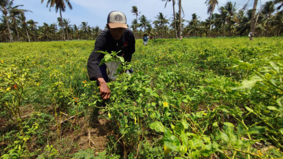 Harga Cabai Meroket di Pasaran, Petani di Banyuwangi Sumringah