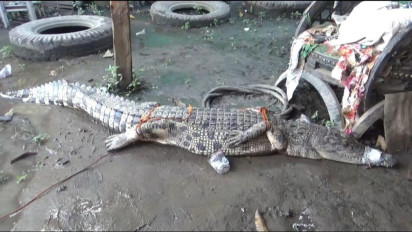 Buaya Sepanjang 2 Meter Masuk Perangkap Nelayan di Pali