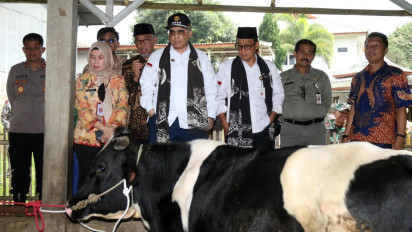  Gawat, Produksi Susu Sapi Nasional Menurun 40 Persen Akibat PMK