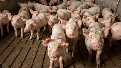 Antisipasi Flu Babi Afrika, Pemprov Kalbar Larang Perdagangan Hewan Babi Jalur Darat