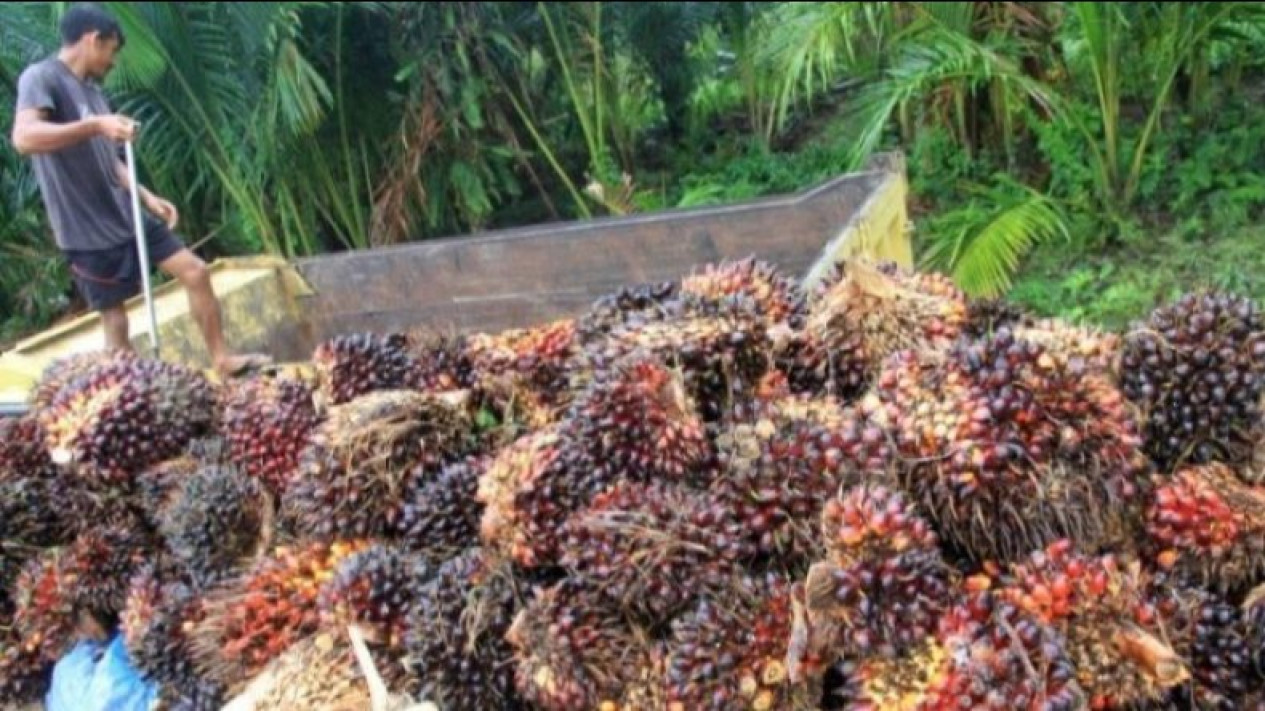 Harga CPO Periode 16-31 Desember 2023 Turun 3,47 Persen
            - galeri foto