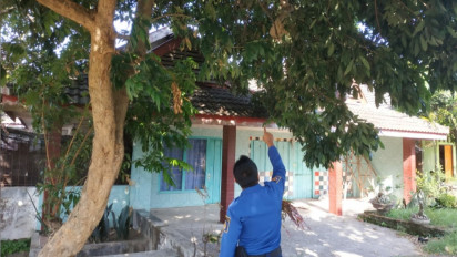 Petugas Damkar Evakuasi Sarang Tawon Vespa di Nganjuk, Ini Bahaya Sengatannya