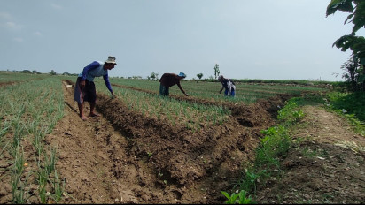 150 Hektar Tanaman Bawang Merah di Dua Kecamatan di Brebes Terancam Gagal Panen