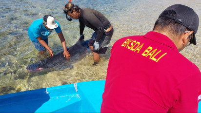 Viral, Seekor Paus Sperma Kerdil Mati di Perairan Bali, Tubuhnya Banyak Gigitan Predator Hiu