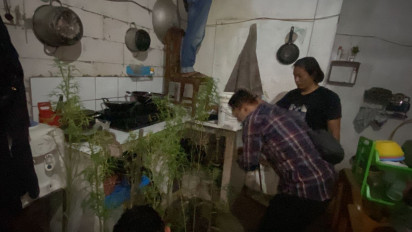 BNN Jabar Tangkap Warga Bekasi yang Tanam Puluhan Pohon Ganja di Dapur