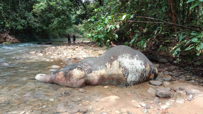 Gajah Betina Berusia 5 Tahun Ditemukan Mati di Pinggir Sungai Mas Aceh Barat