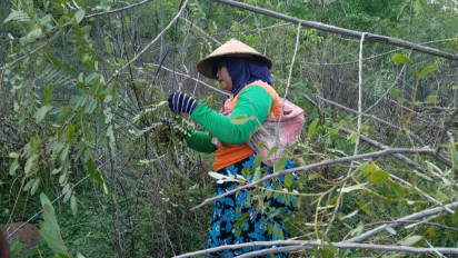 Musim Hujan Tiba, Warga Nganjuk Berburu Kepompong sebagai Makanan Alternatif