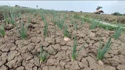 Kekurangan Pasokan Air, 980 Hektar Lahan Bawang Merah di Brebes Terancam Gagal Panen